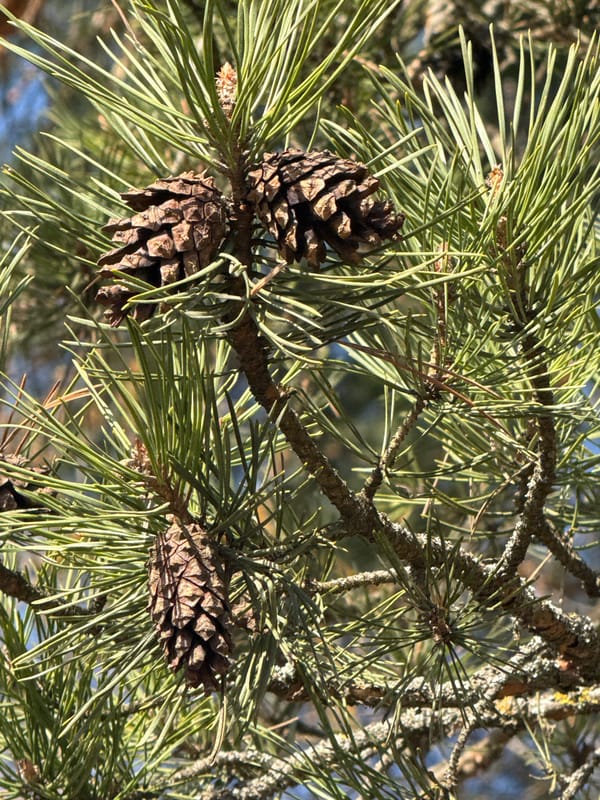Pine tree with three pinecones observed in Dmitrov