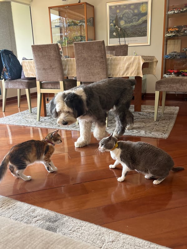 Pets relax together in Santiago de Surco home