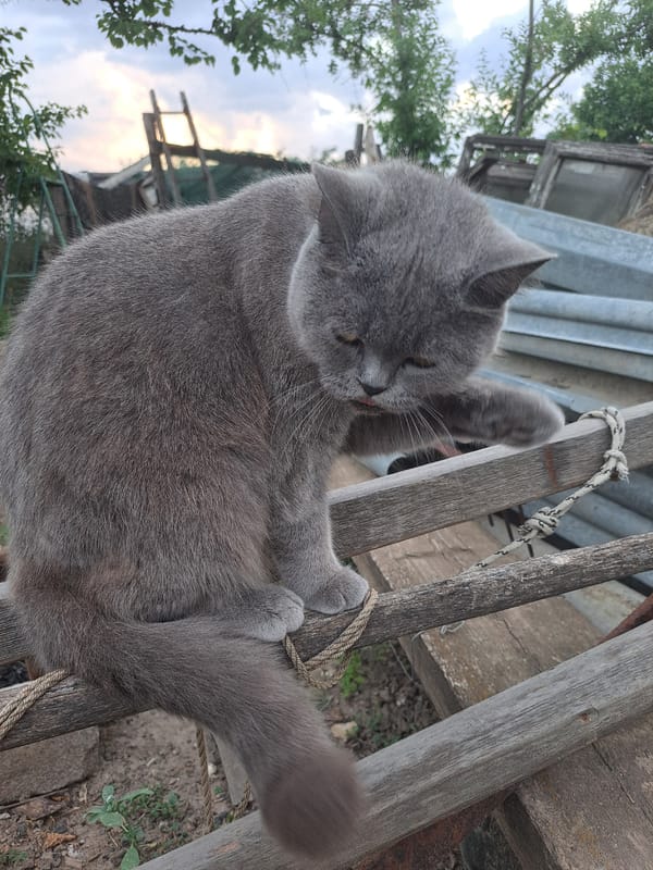 Lazy June afternoon at a rural Ukrainian property, cats included