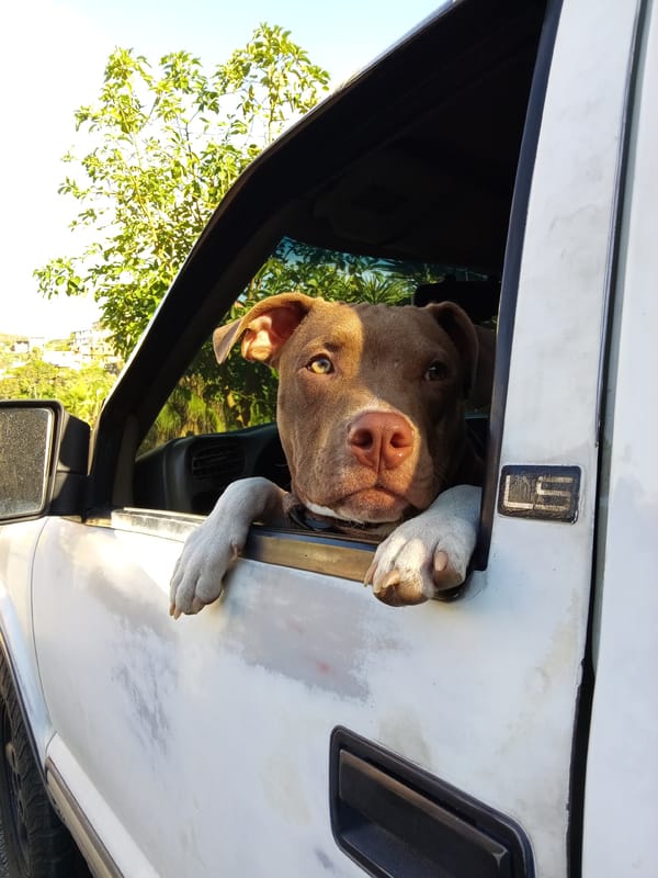 Evening scenes captured in Los Teques include dog, sky, rose