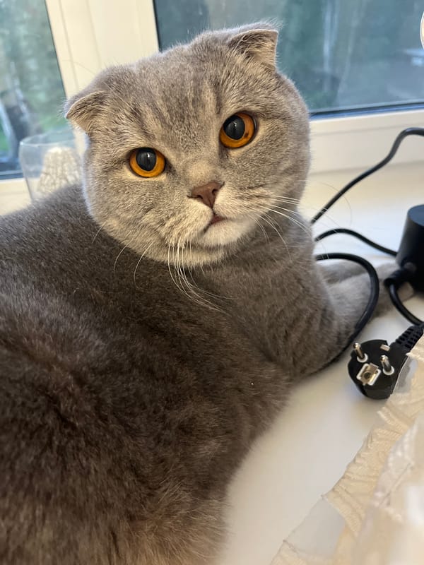 Scottish Fold cat photographed indoors in Chaikovsky, Russia