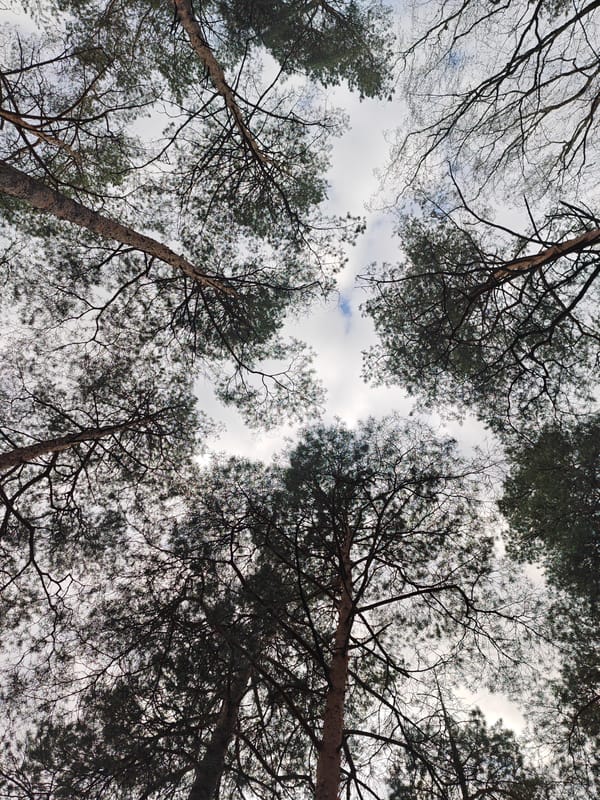 Forest recreation area documented in rural Belarus