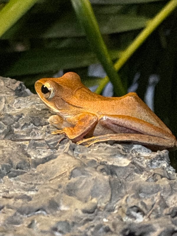 Lazy afternoon in Bo Phut: frogs, food, and sandaled feet