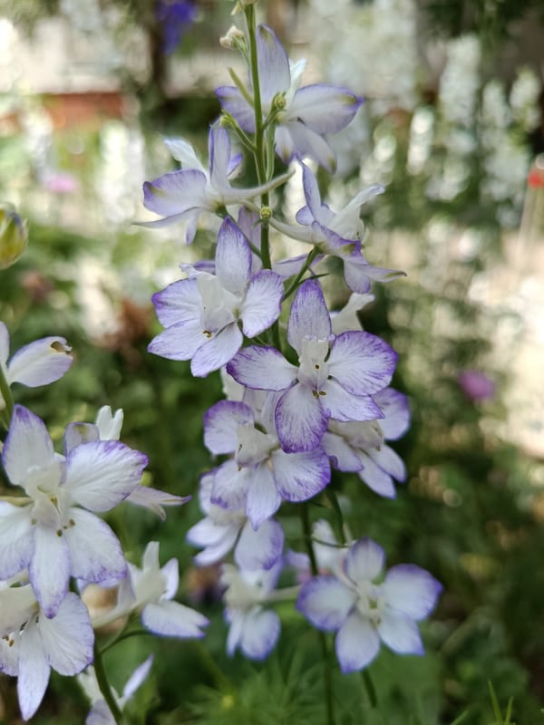 Garden walk with flowers, insects, chalk art, and a resting cat