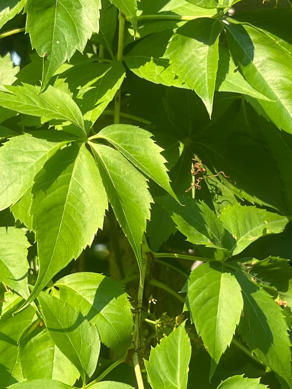 Roadside flora and leaf damage along Bârnova's rural edges