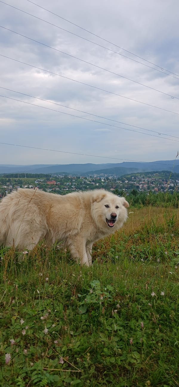 Fluffy dog roams grassy hills and pine forest near Zlatoust