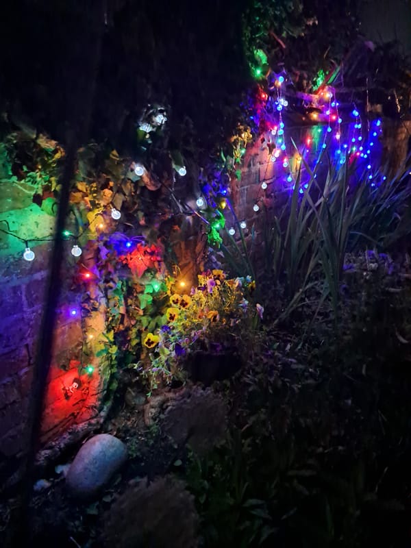 Colorful fairy lights strung across a Northampton garden at night
