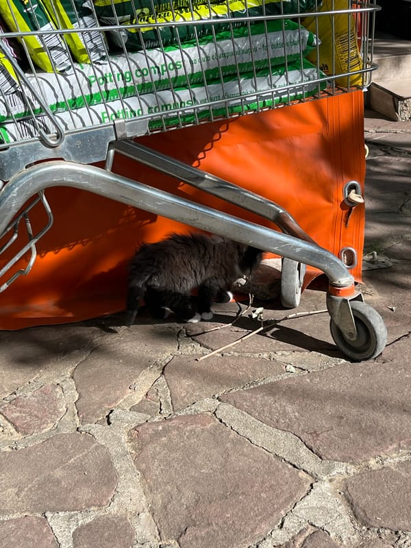 Kittens spotted playing around Sopot Bulgaria market area
