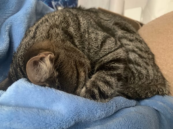 Tabby cat sleeps peacefully on blue blanket in Izhevsk