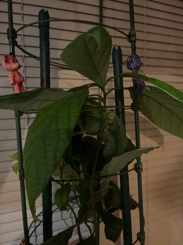Avocado plant and Japanese garden pond, quiet greenery.