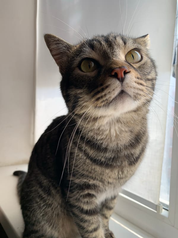 Tabby cats lounging and peering out apartment windows