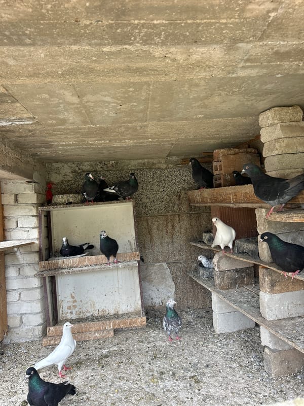 Morning scenes in Kochevo: pigeon loft, peacock, broken BMW