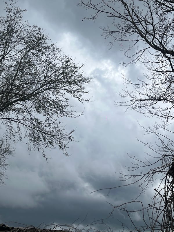 Spring blossoms emerge amid bare trees in overcast Russia