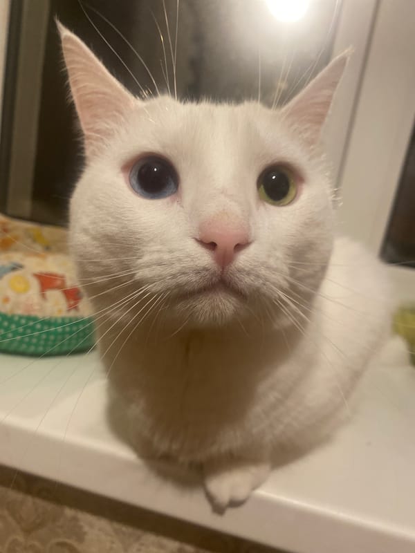 White cat on a windowsill, dinner on the stove in Kolomna