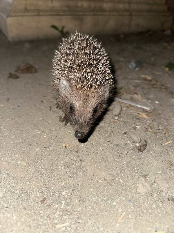 Hedgehog spotted up close in rural Dagestan