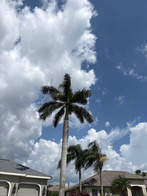 Suburban Parrish streetscape: pergola, palms, and summer sky