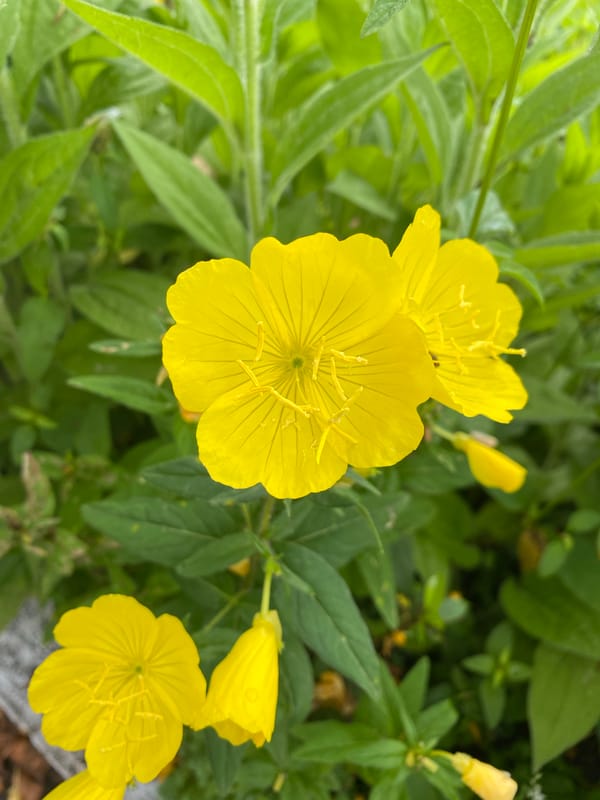 A quiet Maykop morning: gardens, pets, and wet streets
