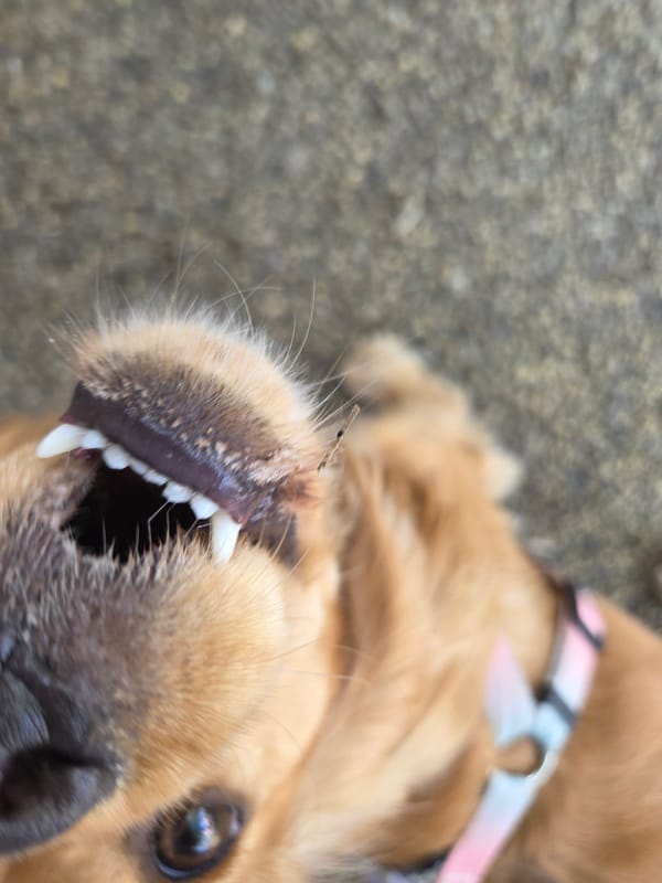 Cats, Dogs Rest in Pleven Gardens During Spring Morning