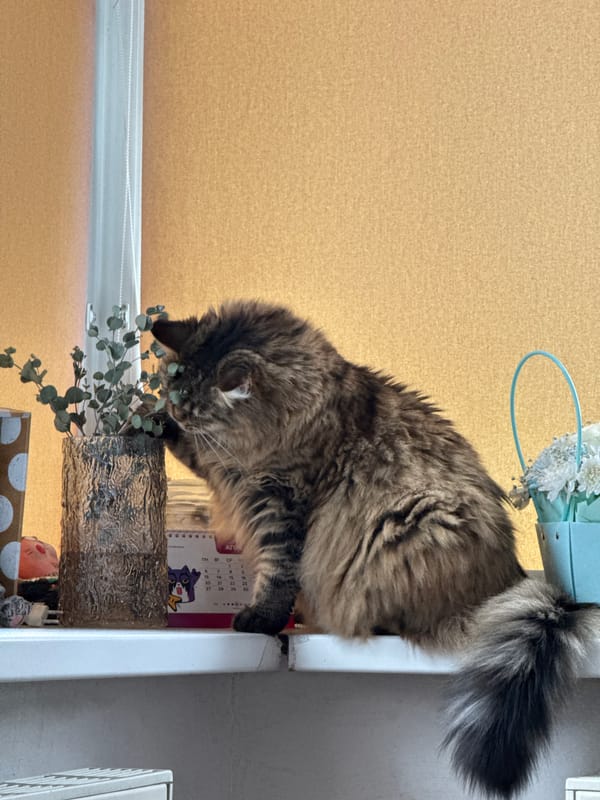 Cat explores plants on windowsill in Izhevsk home