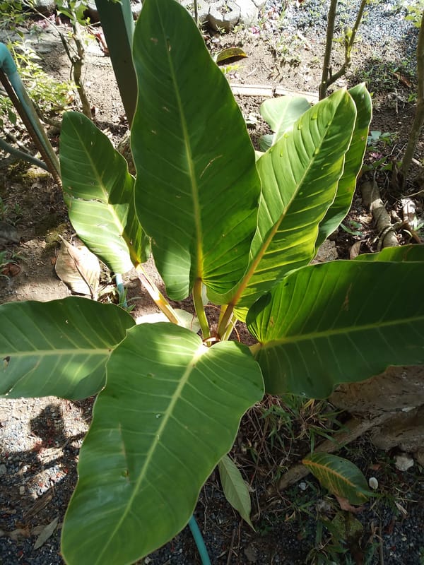 Tropical plants and flowers in a Koh Samui garden