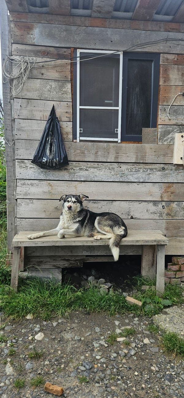 Dog lounging on a bench outside a weathered wooden building