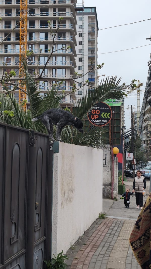 Dog barks atop street gate in Batumi, Georgia