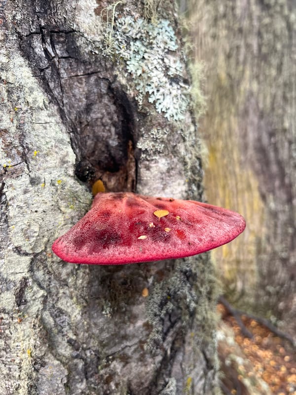 Forest fungi documented in Lapataia, Argentina