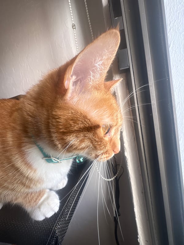 Orange cat with blue collar spotted resting in Mexico City