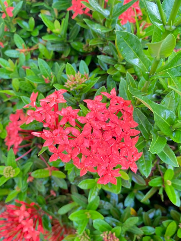 Evening street scenes and blooming Ixora flowers documented in Davao City