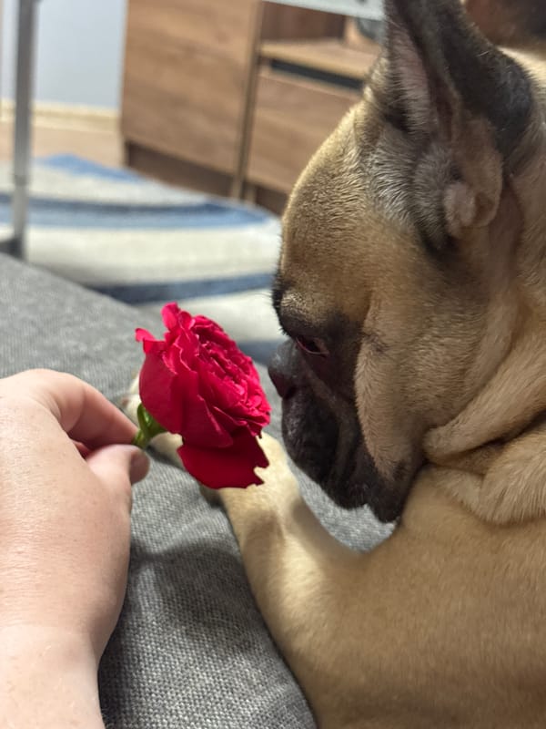 Bulldog and pug evening in with a red rose and dragon TV