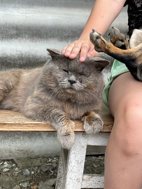 Pets and yard chores on a cloudy morning in rural Levokumka