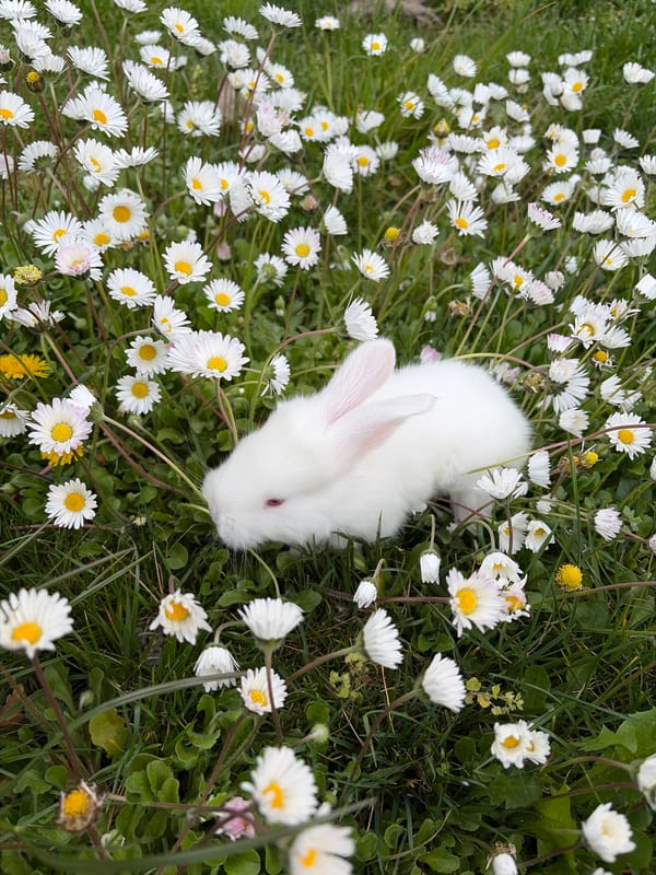 Spring wildflowers bloom in Bulgarian field