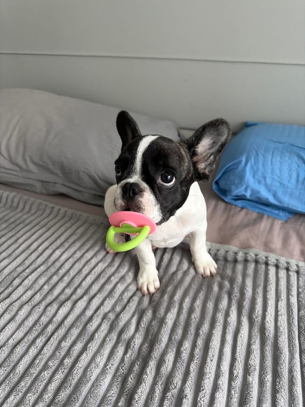 French Bulldog puppy with pacifier chills on a grey blanket