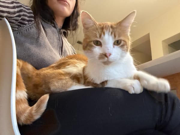 Quiet evening moments with pet cat in Trelew, Argentina