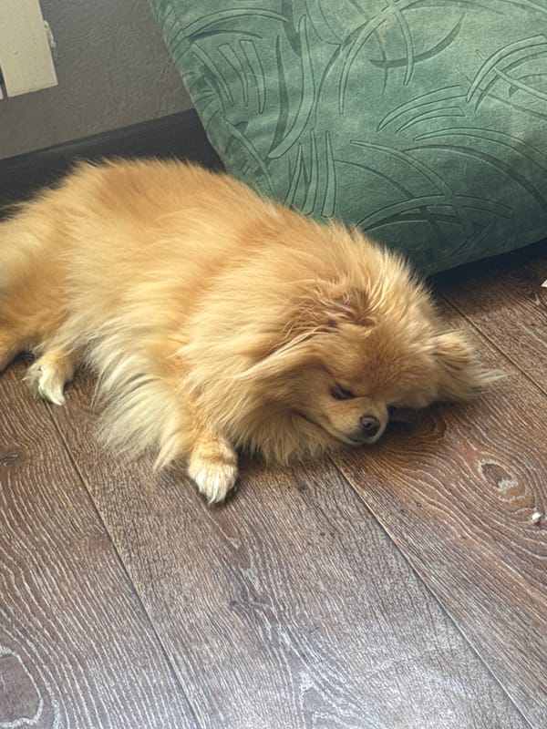 Pomeranian naps, snuggles, and idles through a quiet morning at home