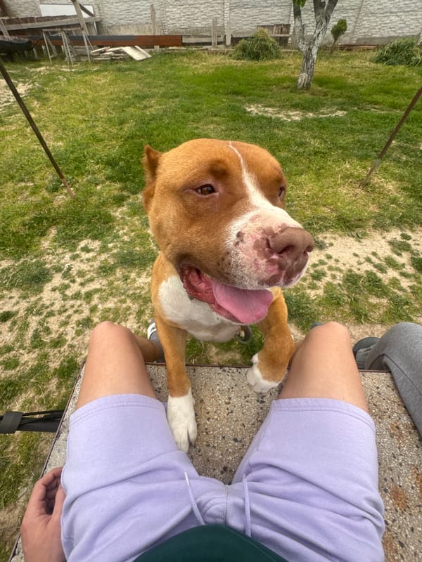 Dog stands on hind legs against person in Sliven