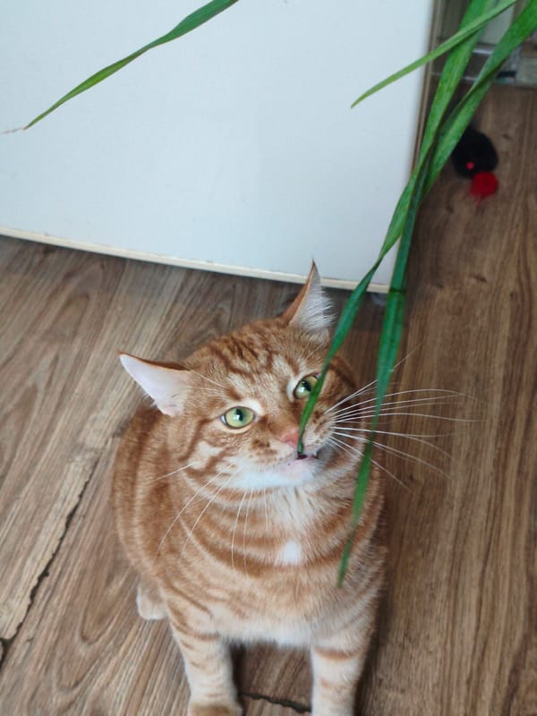 Orange tabby fixates on a dangling green leaf
