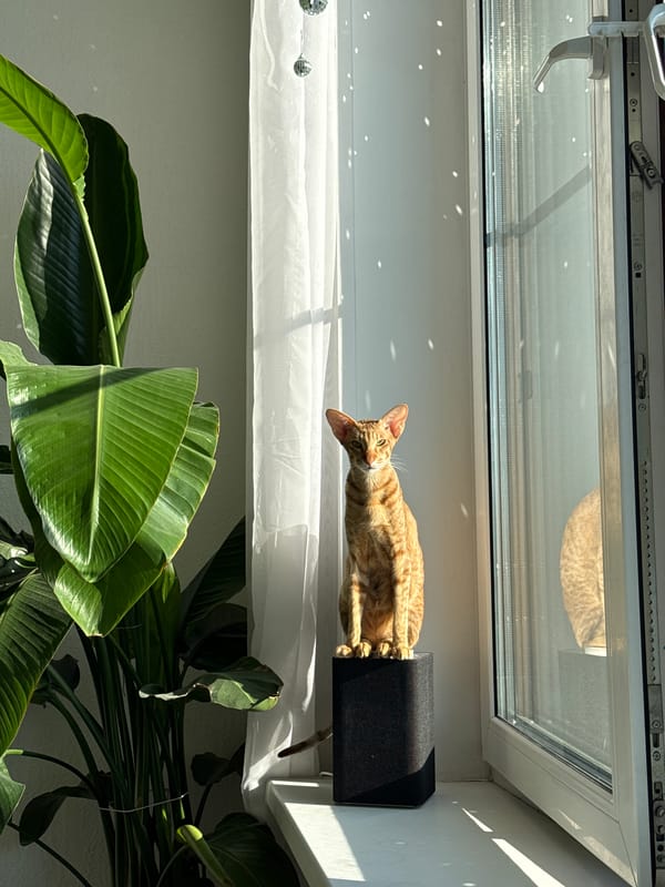 Quiet Sunday morning moments captured in Khimki home