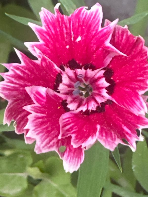 Summer garden in Kyrgyzstan, flowers, insects, and ripening fruit