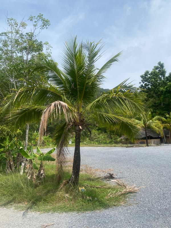 Morning scenes documented at elephant sanctuary in Choeng Thale