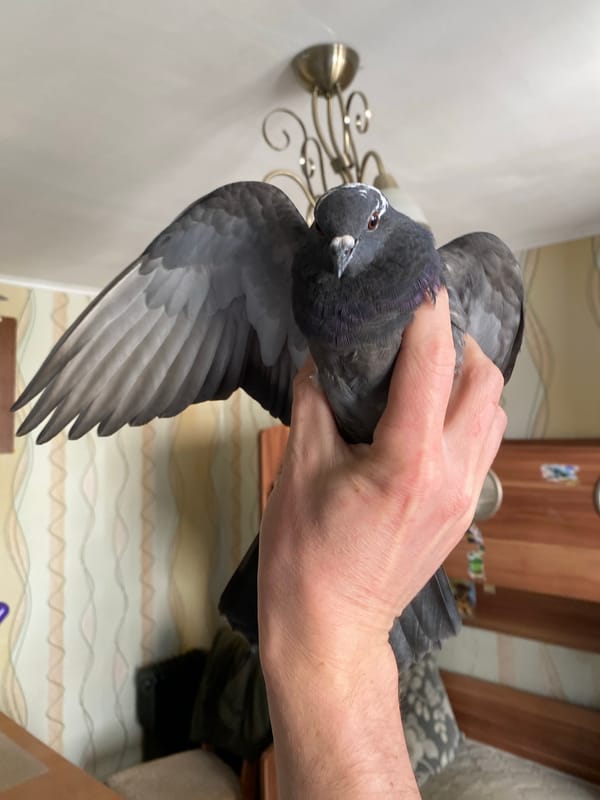 Pigeon handled indoors in Protvino apartment, cat watching nearby
