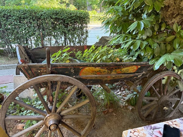 Peaceful home life with pets and flowers in Plovdiv