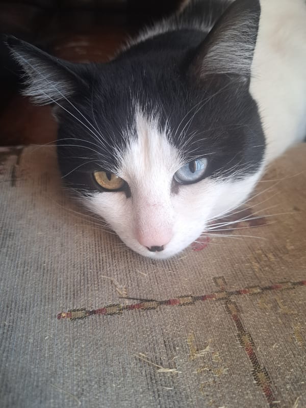 Cat with mismatched eyes and instant noodles documented indoors