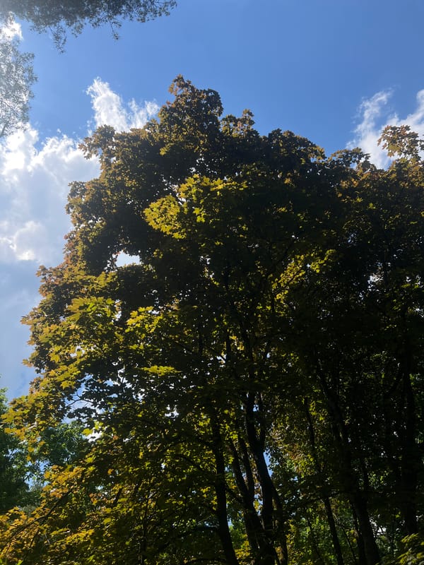 Tree canopy observed against blue sky in Saint Petersburg