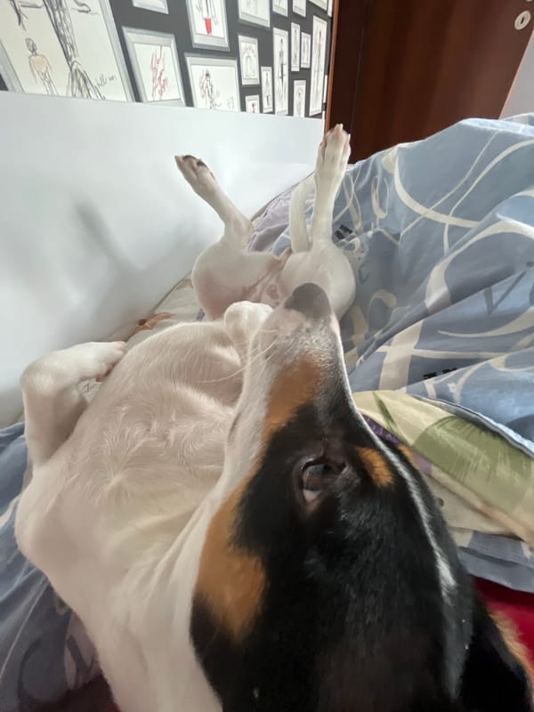 Jack Russell Terrier rests peacefully on bed in Varna