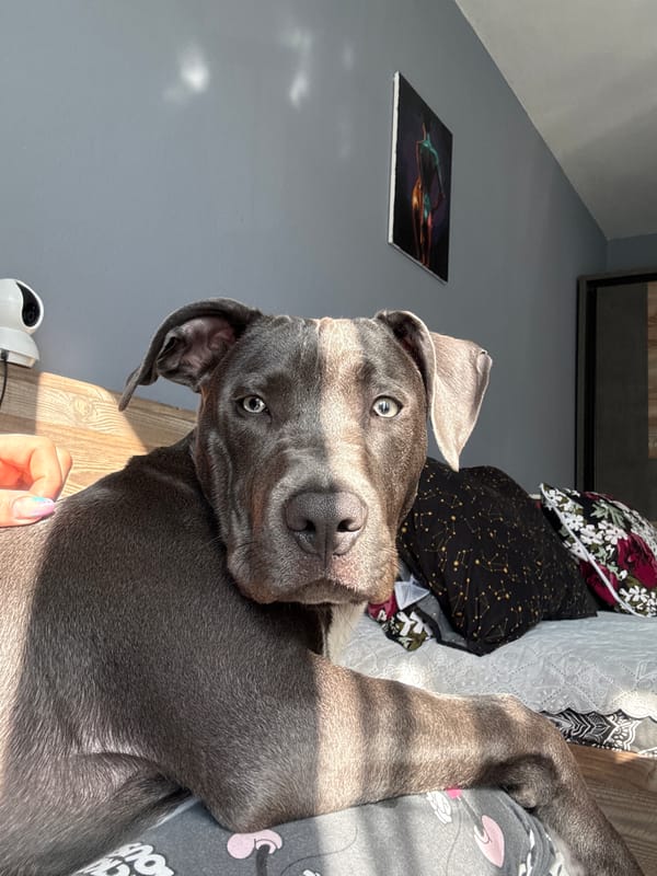 Pitbull dog spotted resting in Varna, Bulgaria