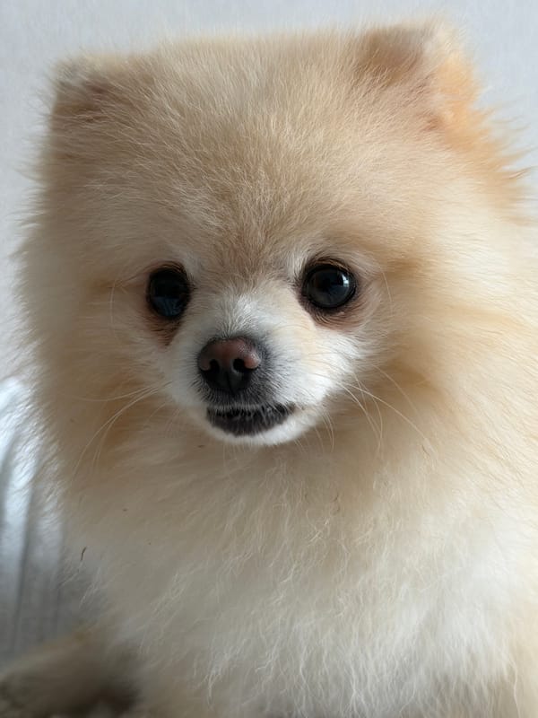 Pomeranian steals the show at a Kommunarka outdoor event