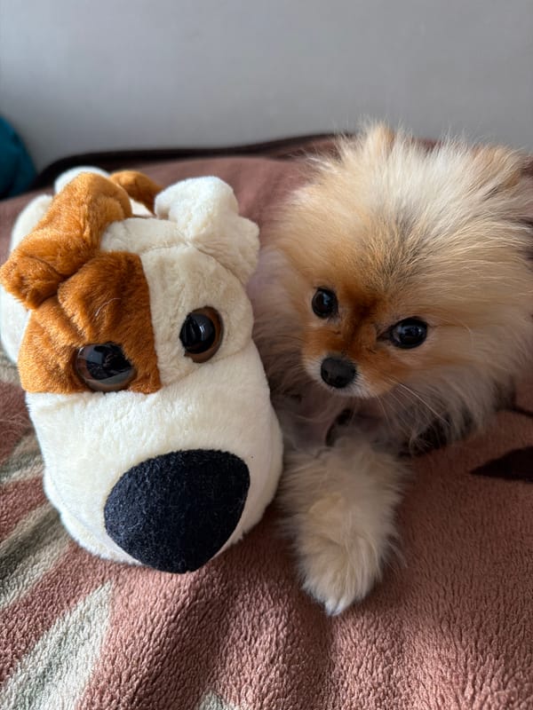 Pomeranian rests with stuffed toy on blanket