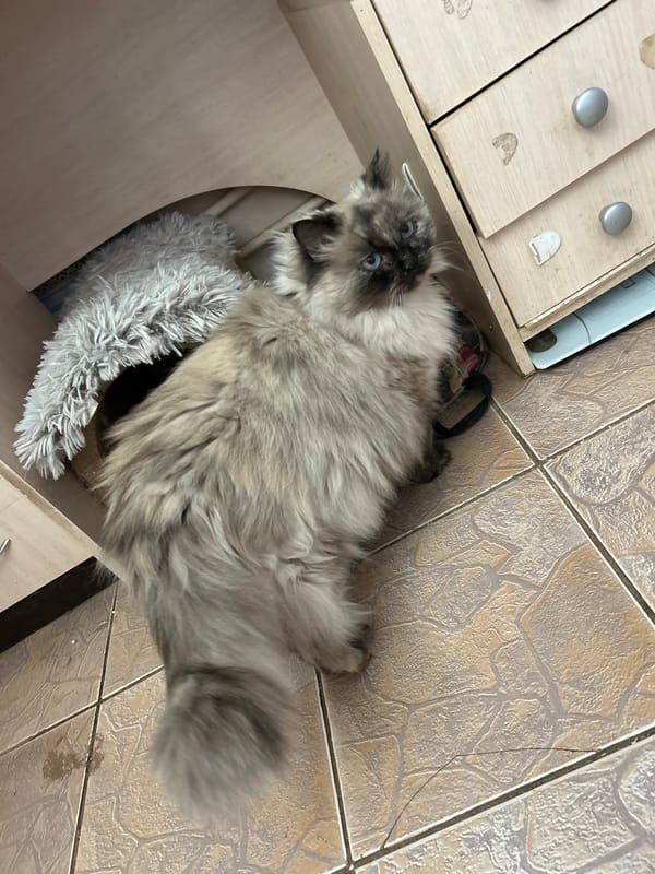 Cat and dog captured in routine household moments in Rusalevka