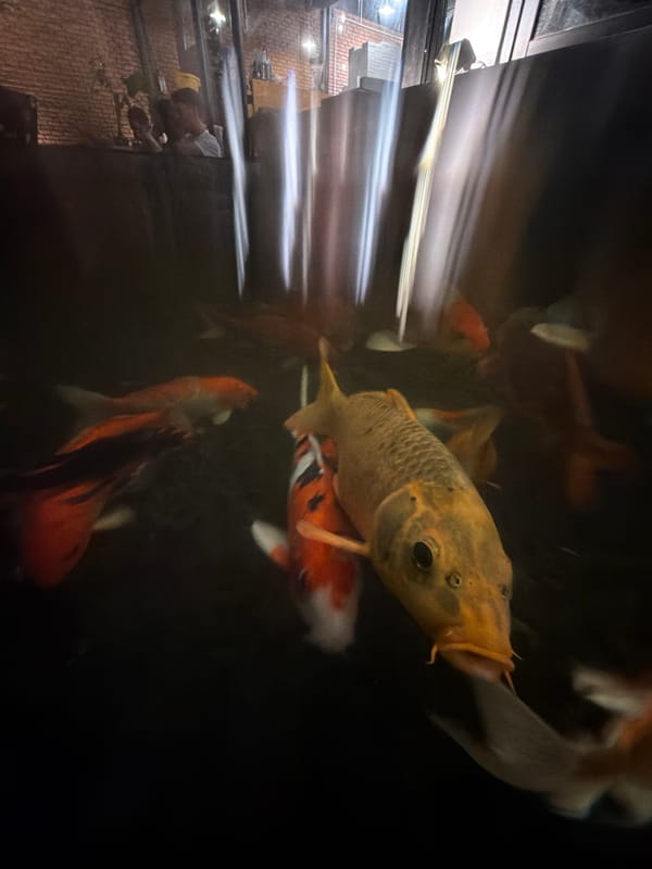 Visitor observes colorful koi fish in indoor pond, Đà Nẵng